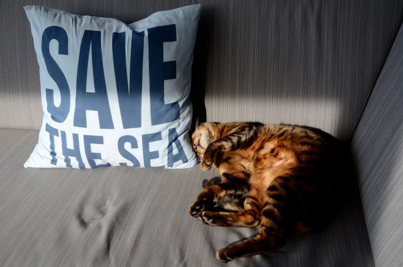 2015 Maldivene - Vilamendhoo 276f.JPG