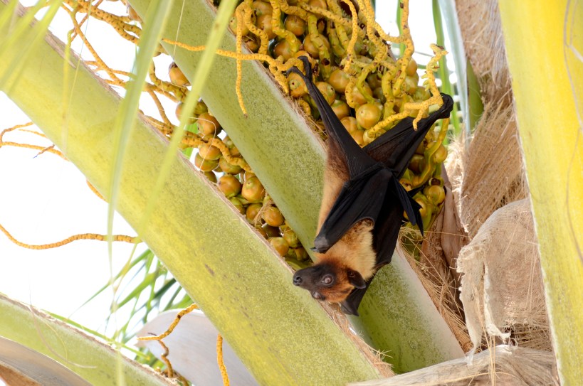 2018 Maldivene - Konotta 140f