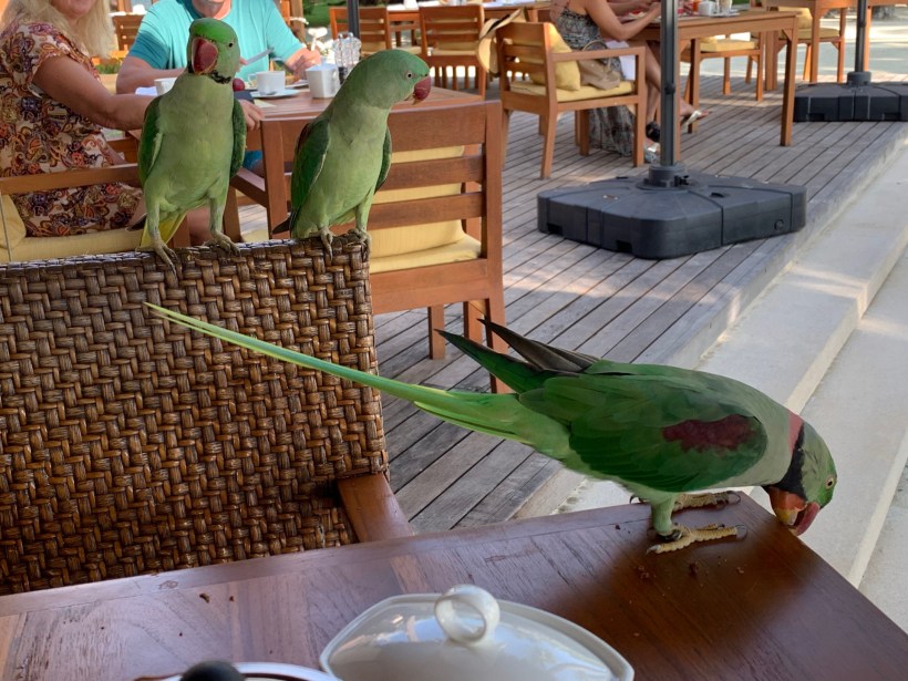 parrots_32555284627res_o